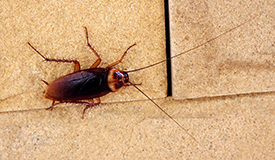 Cockroach