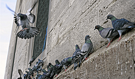 Pigeons