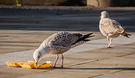 Seagulls