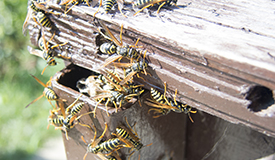 The Stingers: Wasps, Bees, Hornets & Yellow Jackets