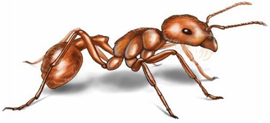 Commercial Pest Control Axiom Pest Management Inc Commercial Pest Control Axiom Pest Management Inc